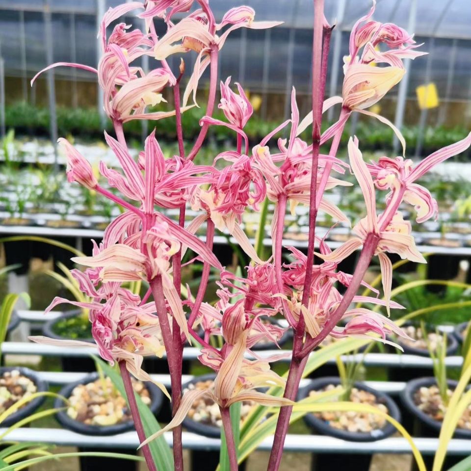 本园新品种兰花苗 四季兰 五福临门 四季开花 室内盆栽花卉 5苗连体