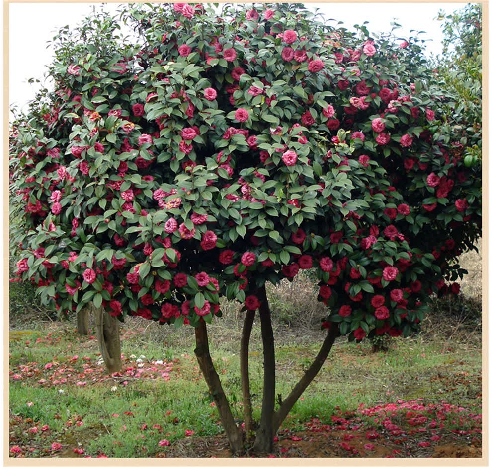 茶花苗阳台庭院盆栽地栽山茶花红茶花四季红茶花树苗