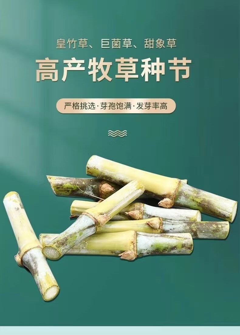 甜象草新型皇竹草种节种子多年生四季种植养殖好牧草