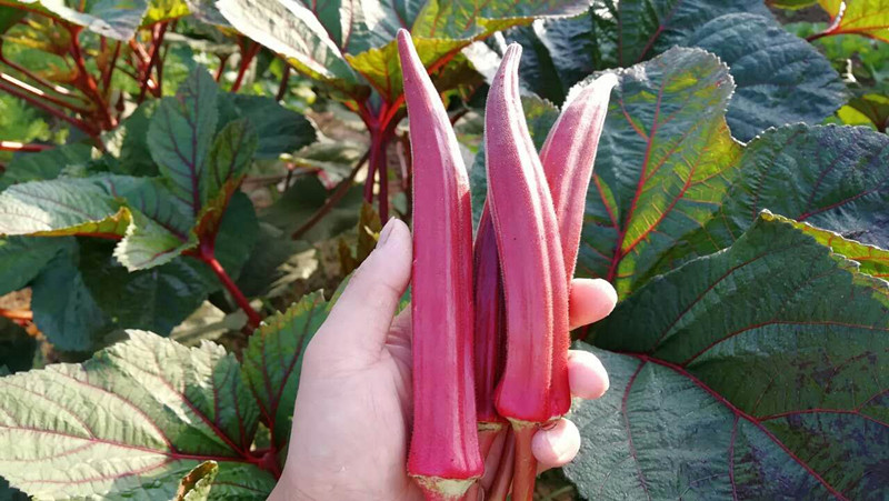 秋葵种子 红秋葵 黄秋葵 口感柔嫩 大田高产 家庭种植 【】1袋黄秋葵 