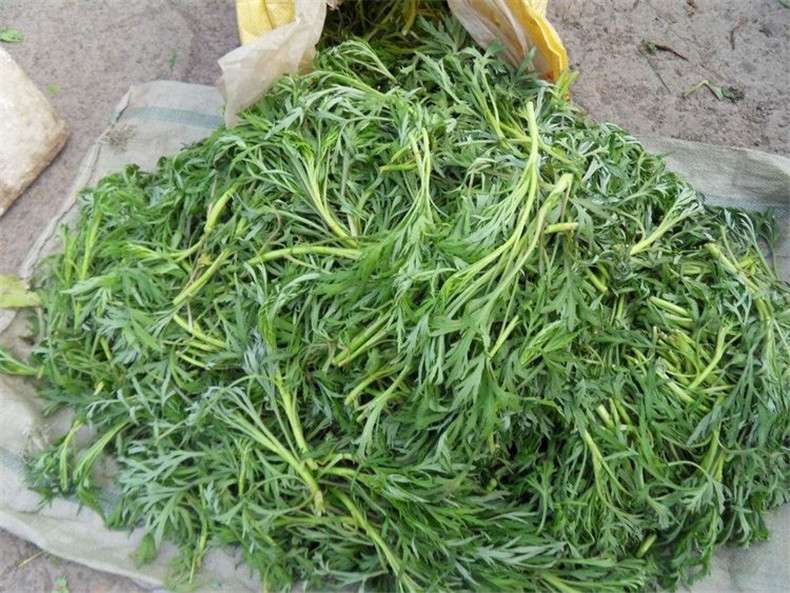 2022新鲜东北山春季野菜纯野生柳蒿芽水蒿食用蘸酱菜现采现发500g