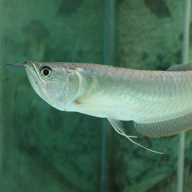 【优选好物】银龙鱼活体大中型热带观赏鱼鱼缸宠物淡水风水鱼发财鱼