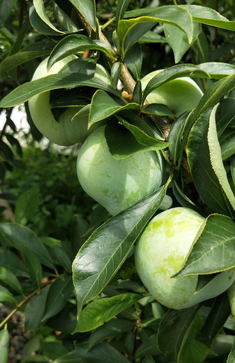 奈李湖南怀化李子鲜水果5斤青脆新脱骨桃形李孕妇水果脆甜油柰现摘