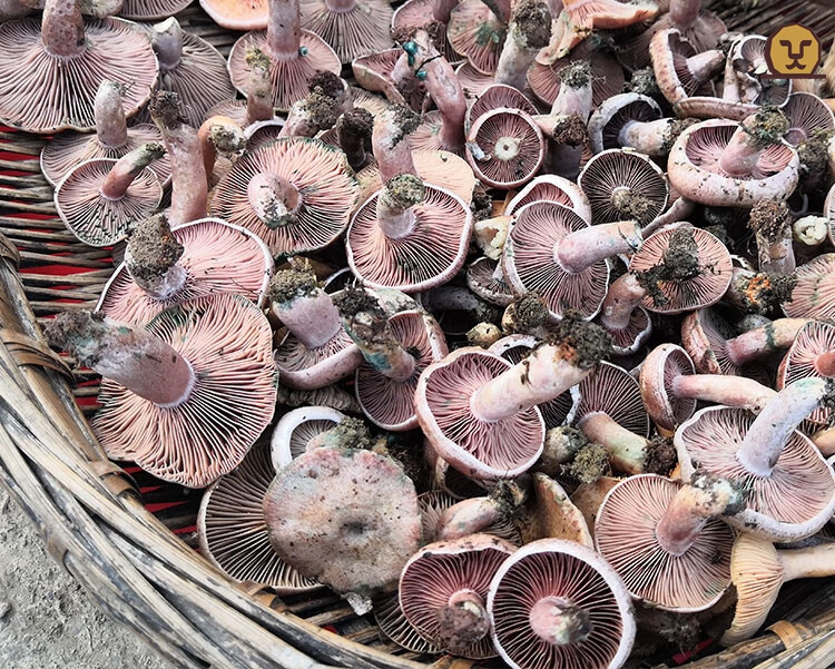 菌安庆雁来蕈枞菌新鲜雁鹅菌湘西重阳菌松乳 大朵开伞(黄枞乌枞混搭)