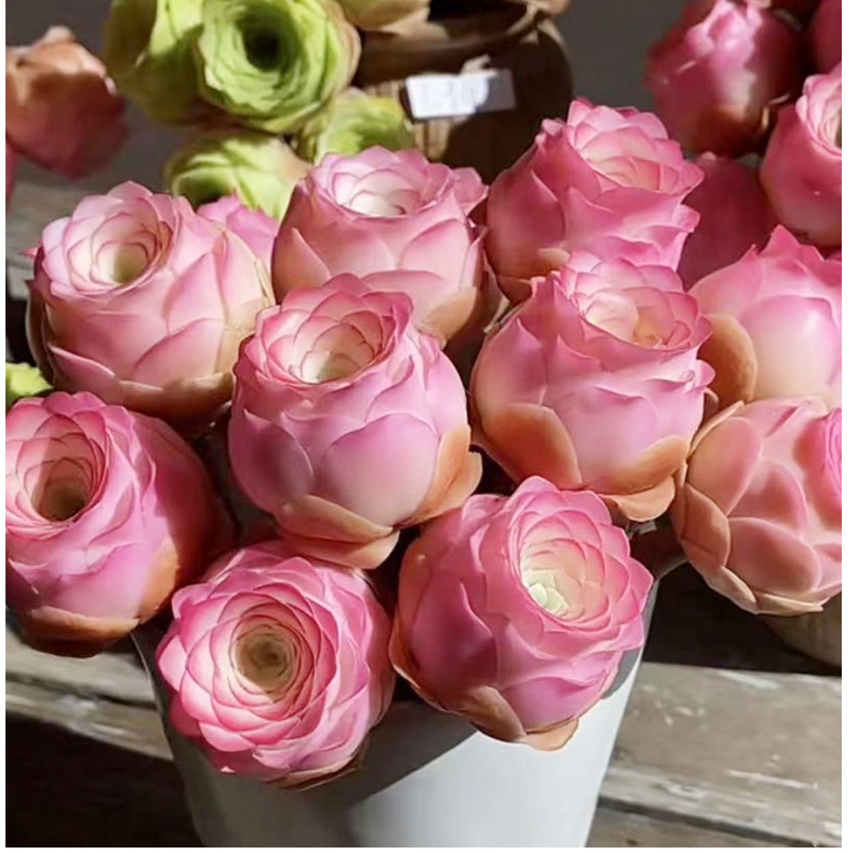 山地玫瑰罗拉公主趣味办公桌室内花卉盆栽阳台防辐射 主图款15朵以上