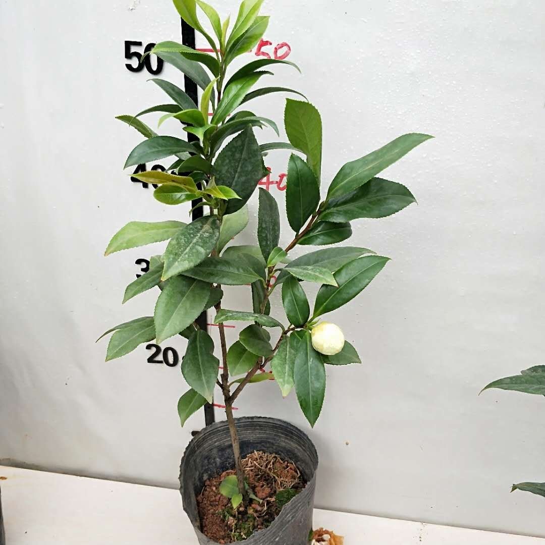 名贵正黄旗小盆栽龙岩茶花名贵品种黄色稀有茶花3年苗高45含盆