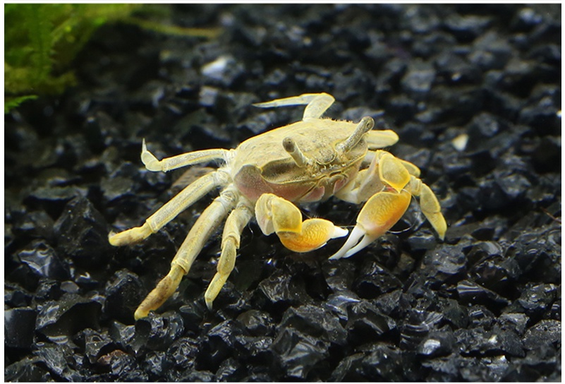 观赏虾/蟹:辣椒蟹类别:观赏虾/蟹国产/进口:国产宠物性别:公饲养难度