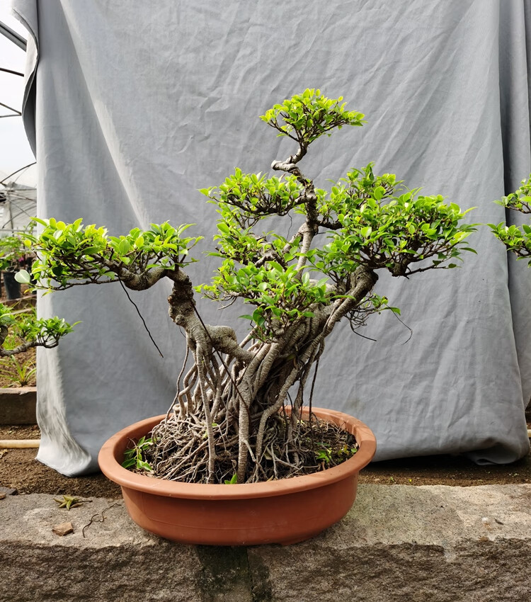 气根榕树盆景树桩台湾榕盆栽 绿植花卉室内外阳台虎皮榕老桩植物 1米s