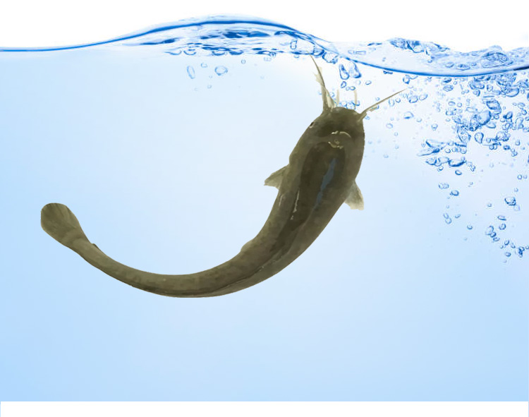 峰华牌塘鲺塘角鱼饲料塘虱鱼漂浮料鲶鱼钓鱼饵料池塘养殖通用鱼粮 5斤