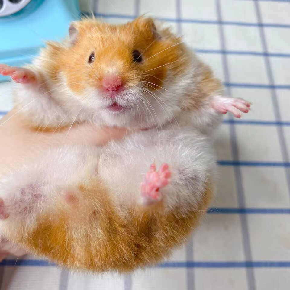 小仓鼠活物包活宠物金丝白熊虎纹超萌长毛情侣幼崽一对情侣长毛丁香老