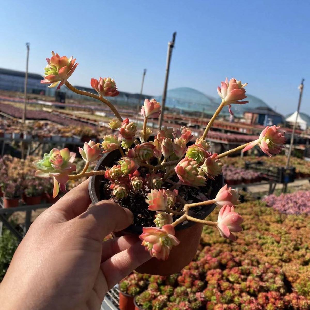 圆叶薄化妆云南多肉植物带盆土发货老桩多肉云南基地直接发货 120#圆