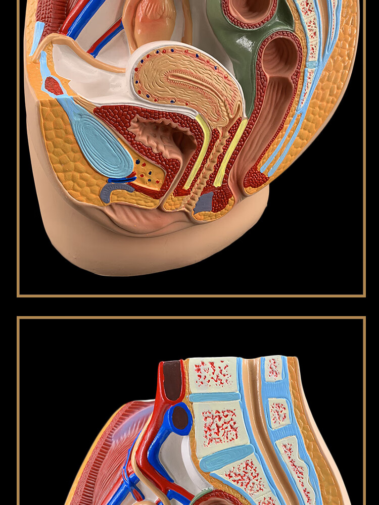 女性生殖器官模型男女性生殖系统子宫模型 一部件男性矢状解剖 图片