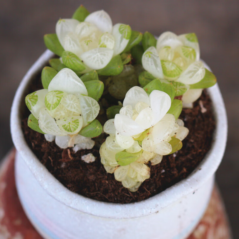 云南花卉高级盆栽冰魄玉露锦多肉植物稀有品种室内美观 简易塑料盆