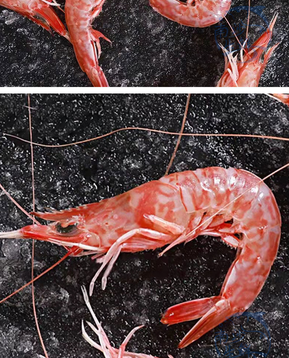 国产南海天然樱花虾红虾鲜活大虾刺身甜虾海虾海鲜水产活冻对虾 国产