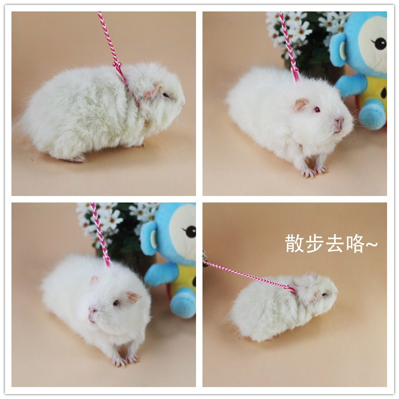 仓鼠牵引绳荷兰猪遛绳兔子遛弯松鼠外出溜兔绳金花魔王绳 约1.