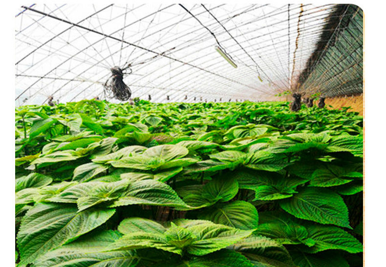 紫苏叶子新鲜东北苏子叶烤肉包饭绿色农家蔬菜当季蘸酱菜 1000g精装