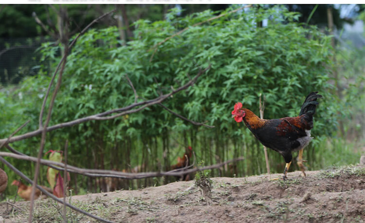 农家杂粮喂养土鸡散养童子鸡未打鸣小公鸡刚打鸣仔鸡新鲜现杀 2斤