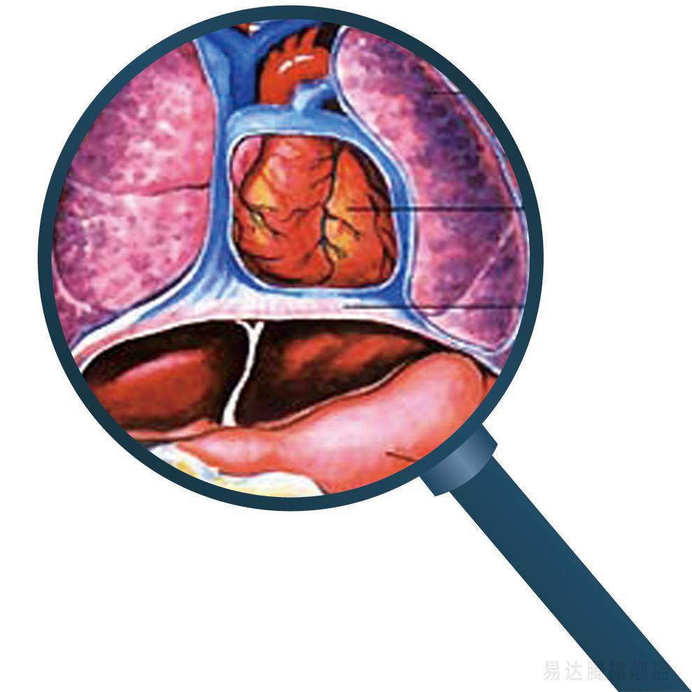 心臟結構示意圖 人體內臟解剖示意圖醫學宣傳掛圖人體器官心臟結構圖