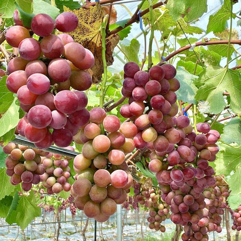 达令河谷新鲜水果云南建水妮娜皇后葡萄当季水果500g