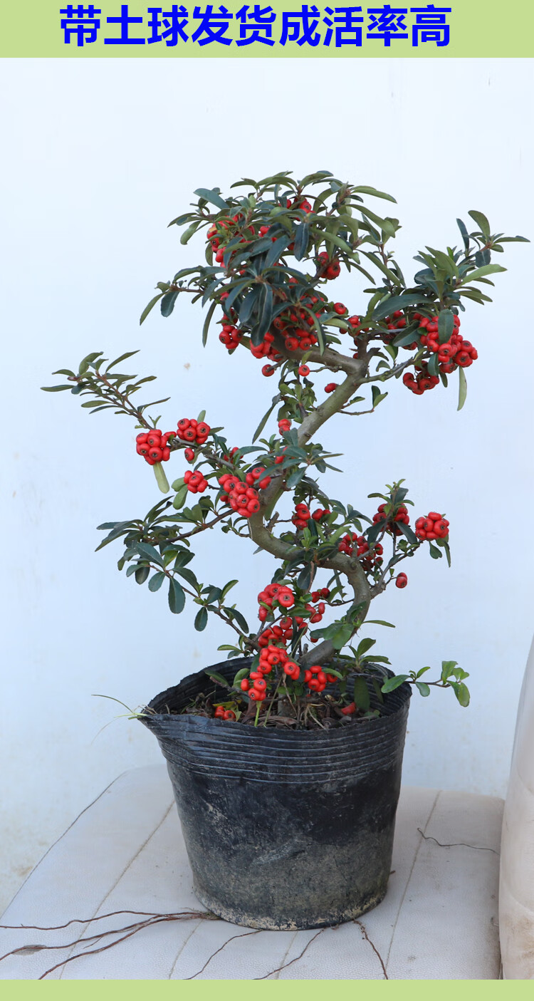 火棘沙棘盆景吉祥果盆栽满堂红树桩绿植观果植物阳台客厅庭院带果10年