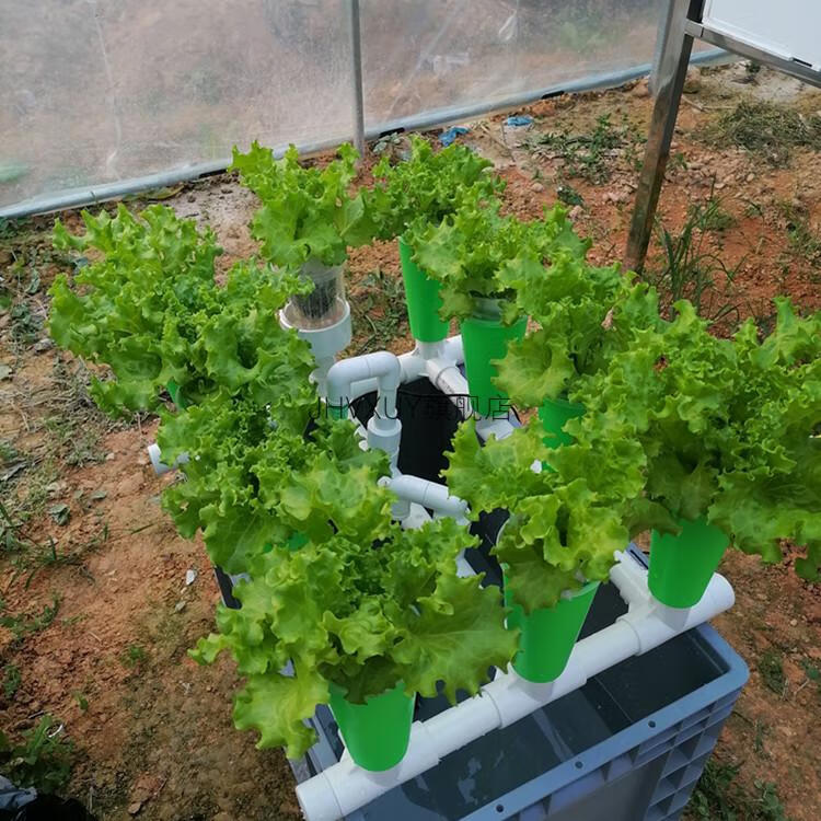 阳台鱼菜共生系统全套鱼菜共生虹吸设备阳台免换水生态过滤蔬菜鲜花