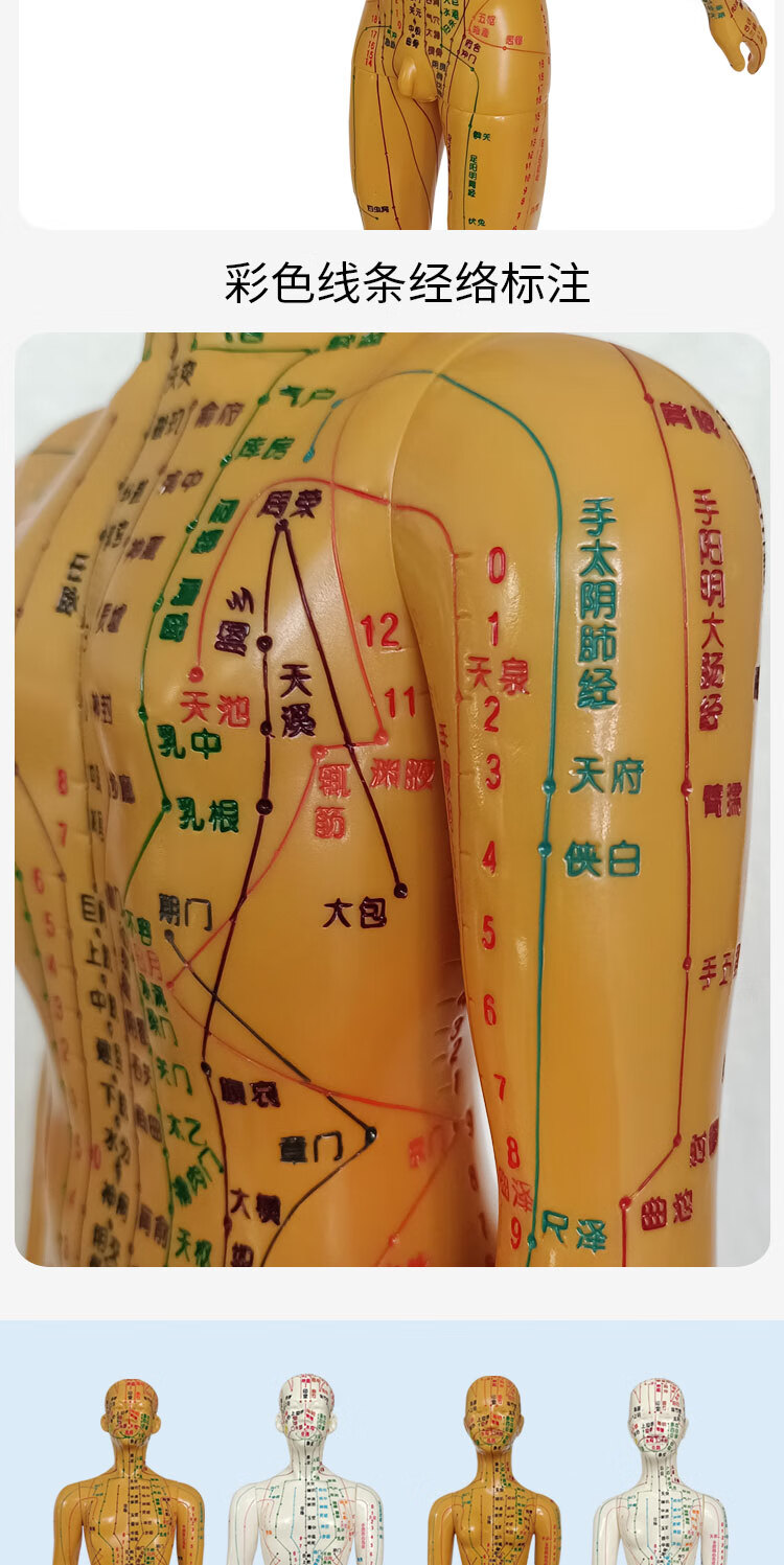 中医针灸穴位人体模型教学男女全身十二经络彩色小皮人模特图 白色