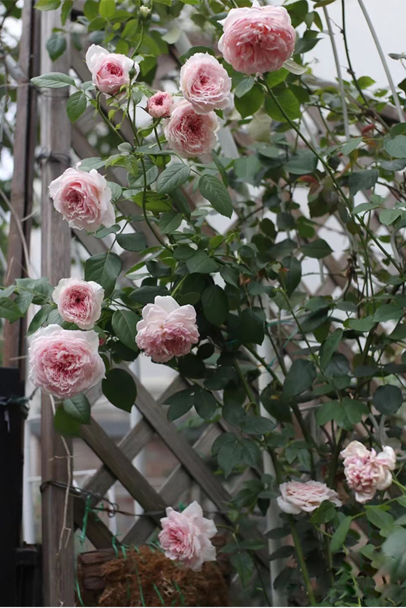 威基粉伍德藤本月季特大花四季开花卉植物爬藤蔷薇玫瑰苗庭院阳台 粉