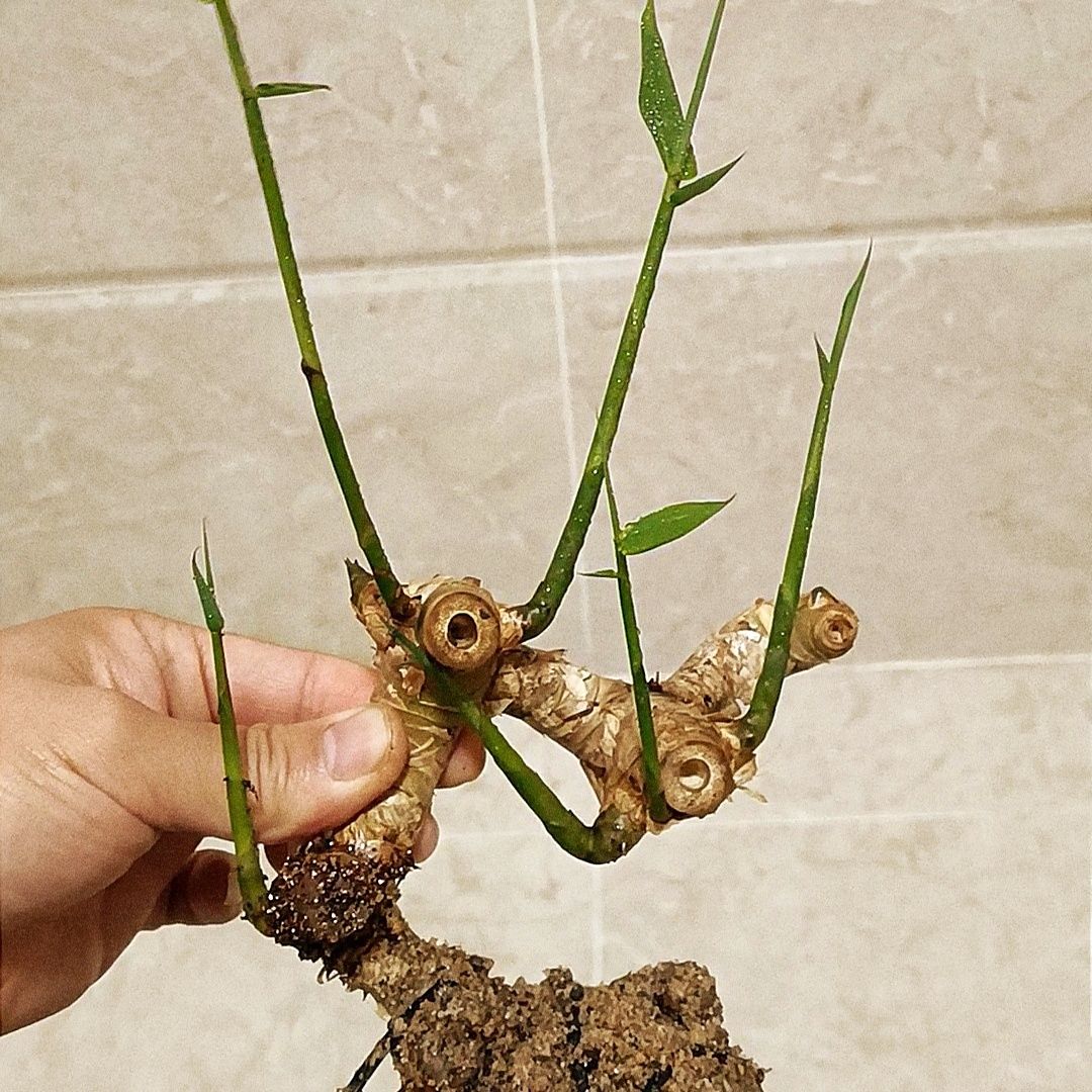 网红小叶簕竹青皮连体桩米叶珍珠黄杨客厅书房茶桌禅意盆景素材 6-7节