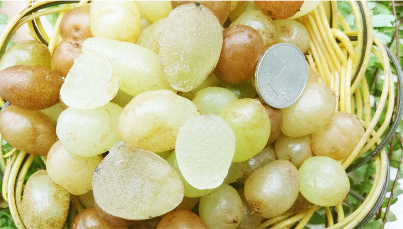 伟博贵州野生新鲜石黄皮中药材 深山现挖精选肾蕨子果化狗儿1份3斤装