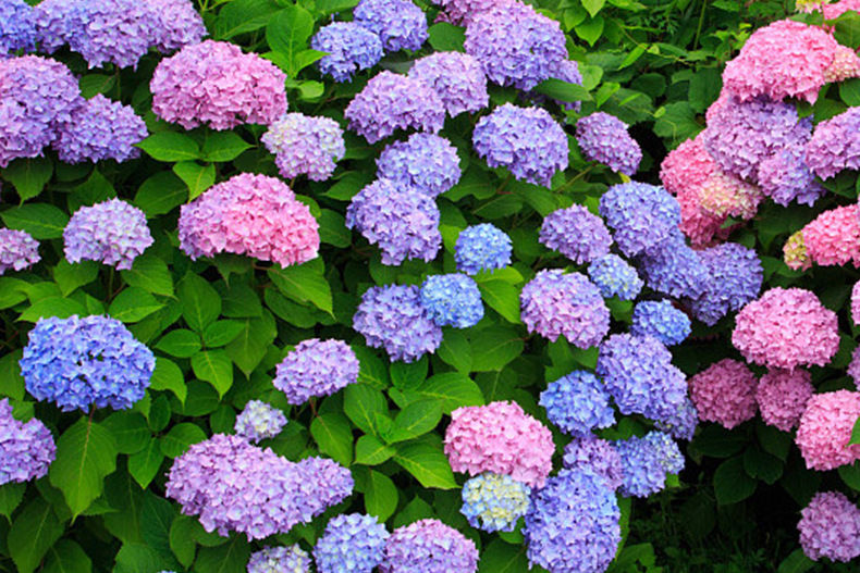 花绣球花大苗盆栽万华镜无尽夏绣球花树苗老桩花卉植物室内花 塞尔玛