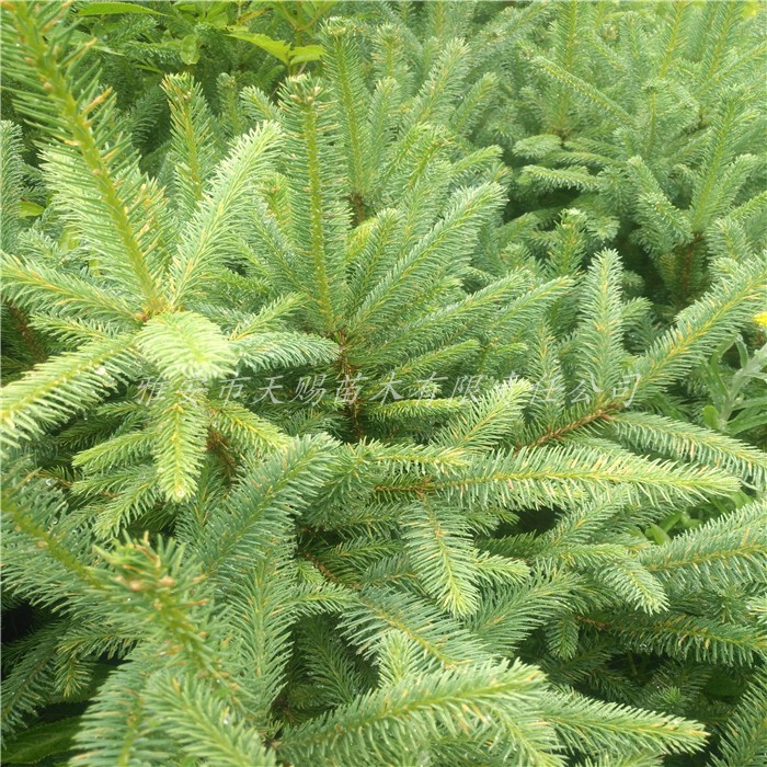 基地供应正宗冷云杉树苗别墅庭院盆栽云杉小苗圣诞树珍稀名贵植物冷