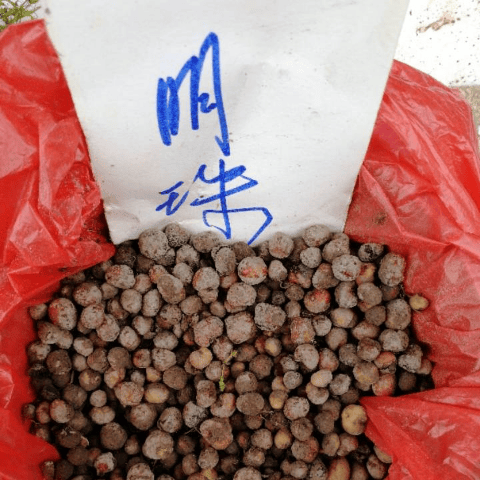 新鲜地下明珠陈商子落地珍珠一粒金丹100颗