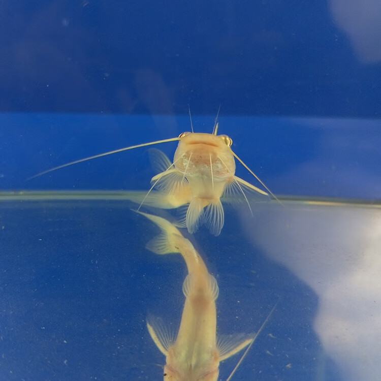 金丝猫鱼活体黄金招财猫鱼新手大型热带鱼观赏鱼混养龙鱼配鱼 金丝猫