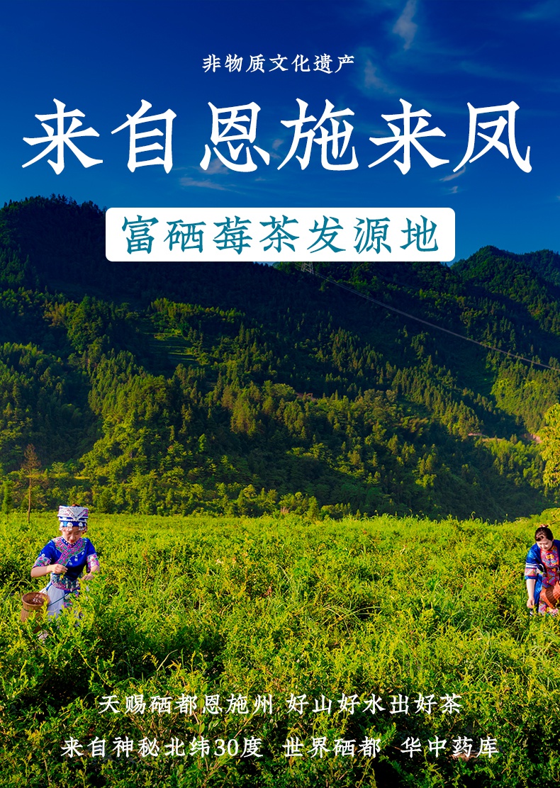 莓茶张家界特产非野生龙须嫩芽尖霉茶土家藤茶恩施500g 500g铁罐装防
