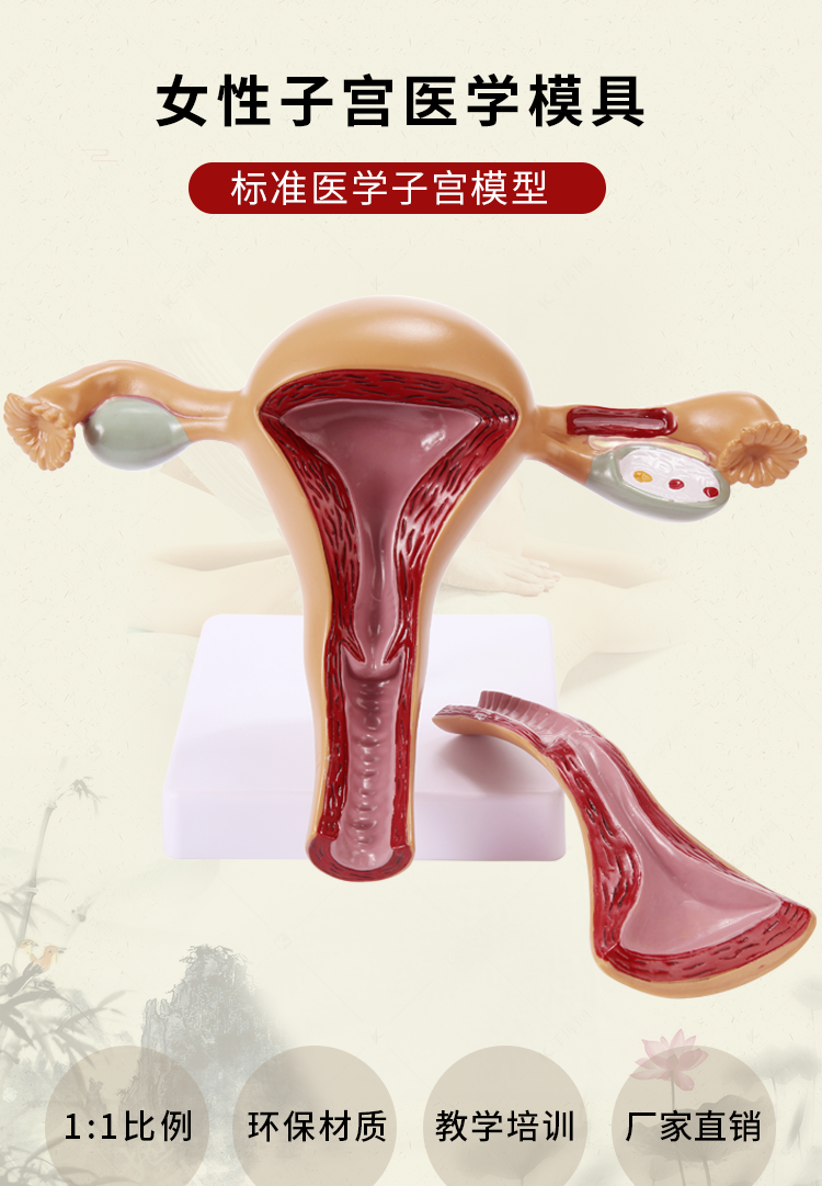 人体子宫教学模型阴道病理卵巢附件教具解剖医学女性仿真生殖模器