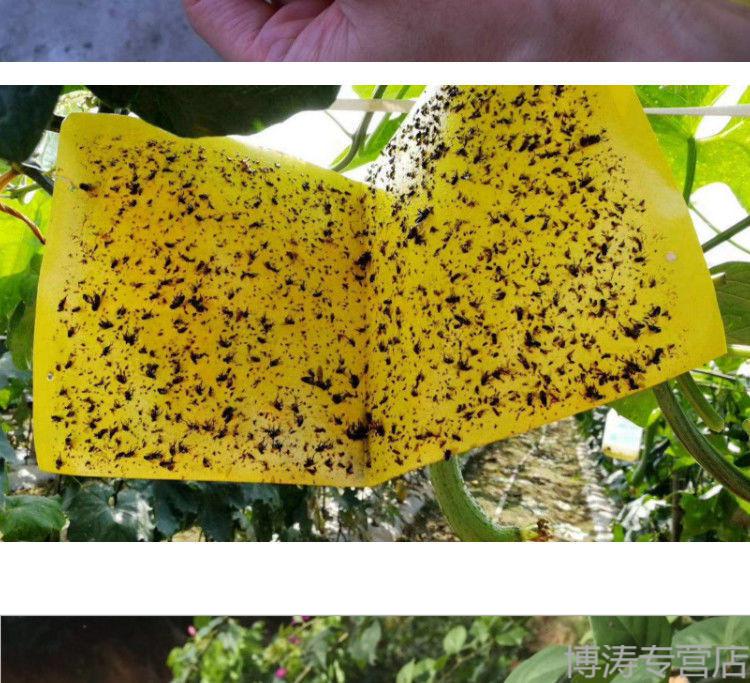 果实蝇诱粘板灭针蜂粘虫板金苍蝇桔大小实蝇药瓜果菜园果蝇诱捕器