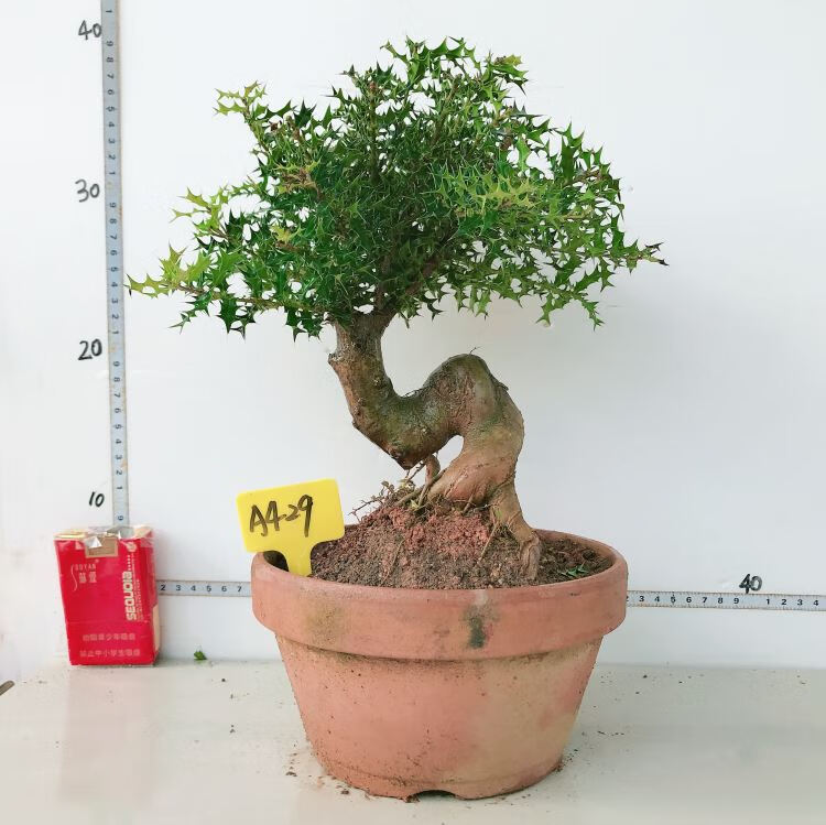 盆景 猫儿刺枸骨盆栽 桌面绿植 耐寒实物 327 带盆栽好【图片 价格