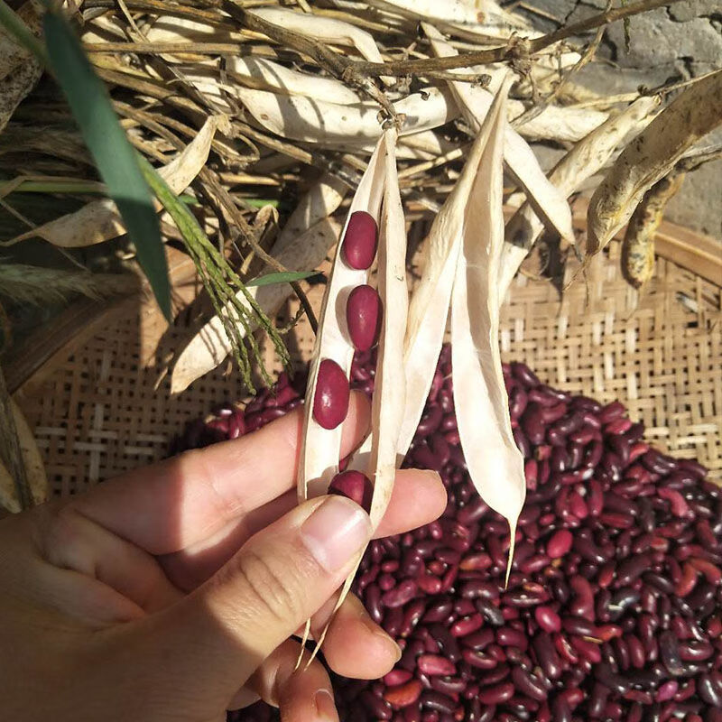 红云豆5斤云南农家大红腰豆红芸豆红花豆磨豆浆食用五谷杂粮