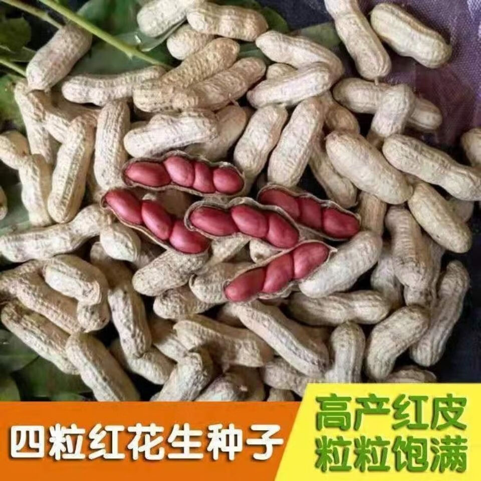 花生种子农科院新品种原种红皮花生带壳晒干高产薄皮早熟农家自种量大