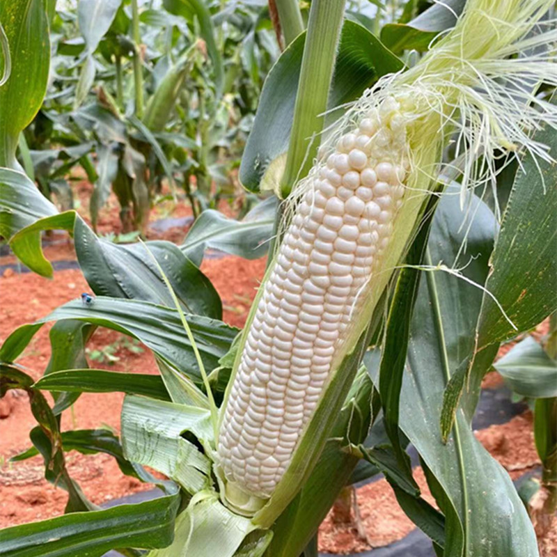 【福建冰糖心牛奶玉米】生吃鲜嫩甜3-4斤新鲜水果蔬菜 3斤牛奶玉米