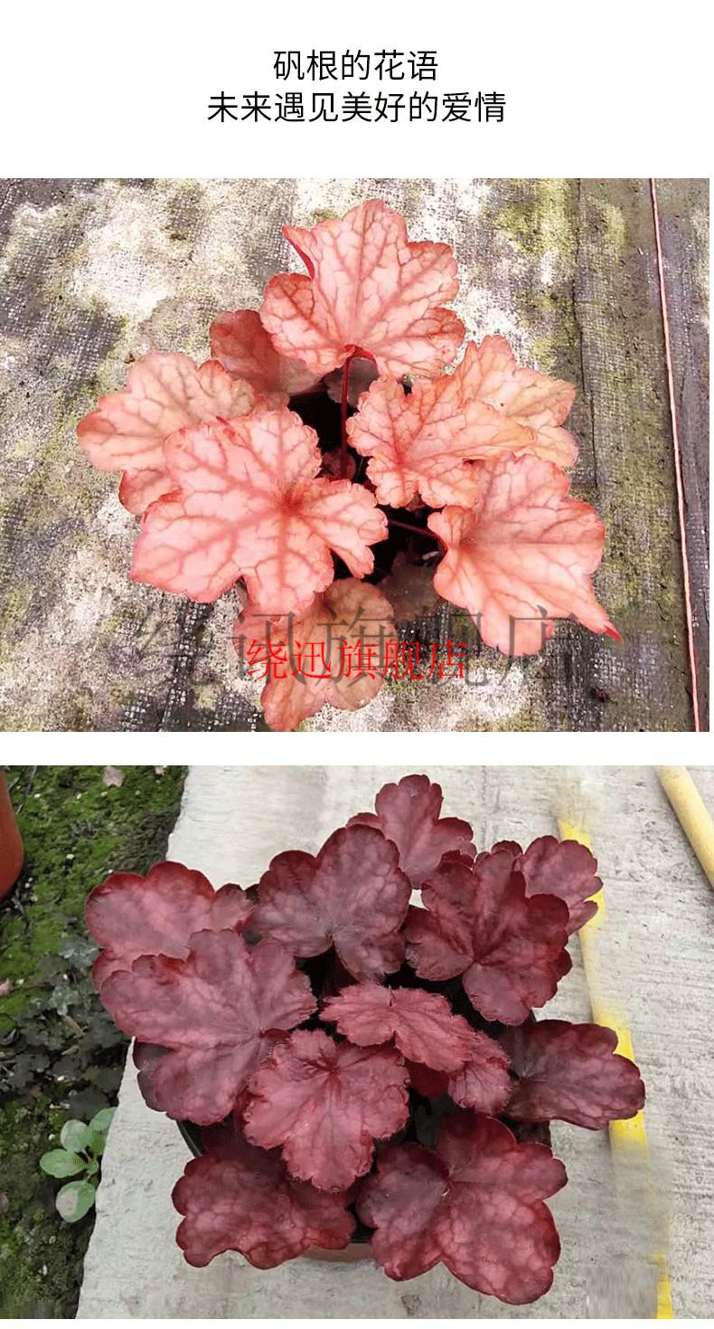 组合花苗阳台庭院室内外花境耐寒四季花卉观叶植物矾根花毯简易盆含盆