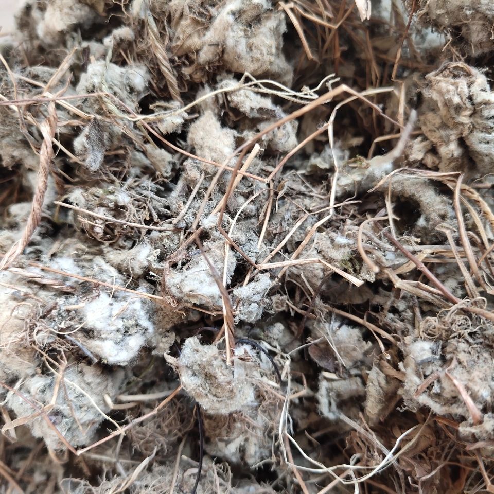 北京同仁堂原料 金蝴蝶中药材 锦地罗 文钱红 金线吊芙蓉 落地金钱 克
