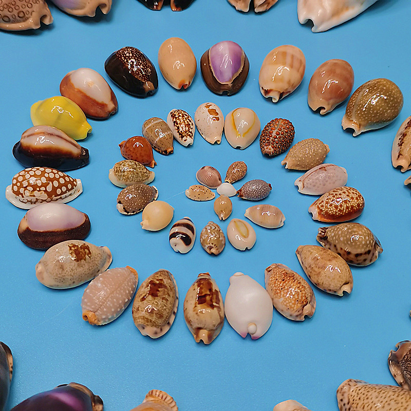 天然海螺贝壳稀有宝螺标本鱼缸水族造景装饰地中海家居收藏小摆件精致