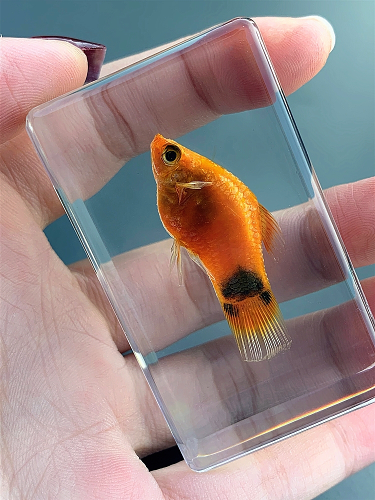 动物标本海底动物标本珍贵海洋动物真实鱼树脂标本热带鱼淡水鱼早教