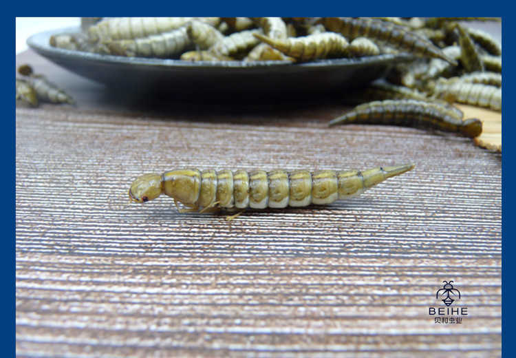 新鲜金边龙虱幼虫水蜈蚣鲜香味美食用昆虫油炸烧烤虫子500克