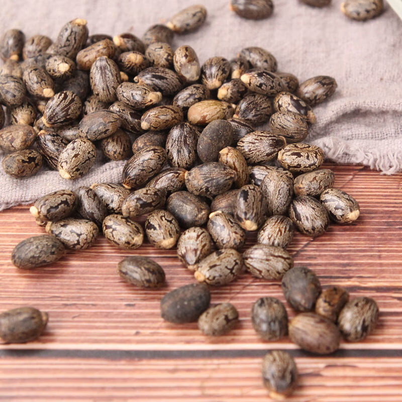 新货蓖麻子蓖麻籽500克红大麻子中药材蓖麻仁蓖麻种子 优质蓖麻籽500