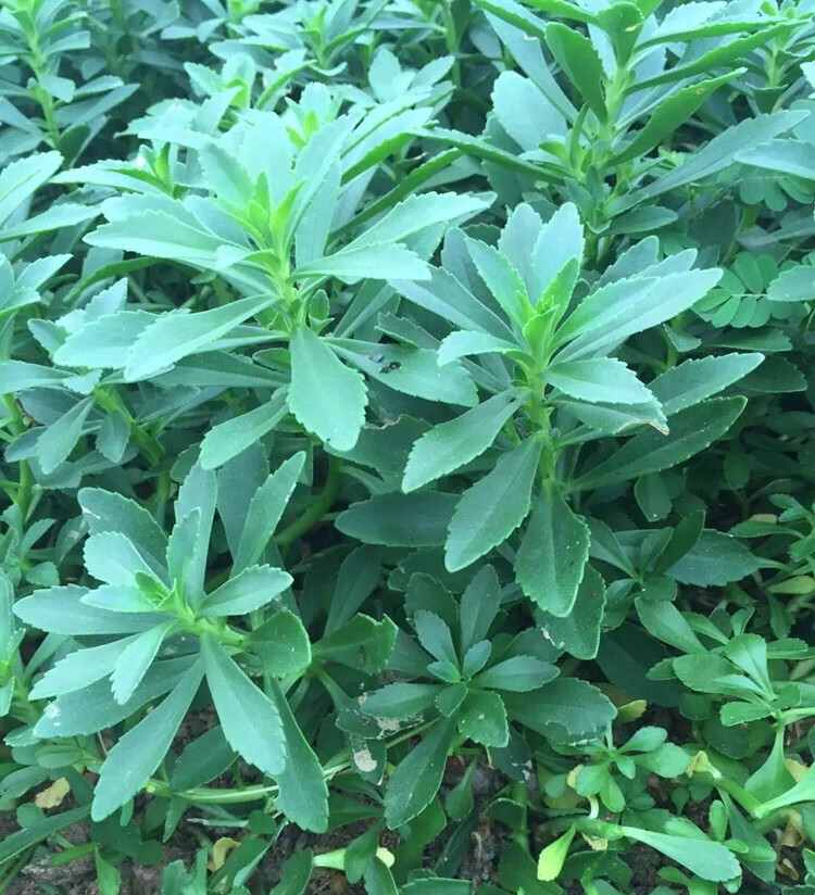 养心菜救心菜救心草高钙菜景天三七费菜种苗种子茶粉新鲜野生蔬菜 养