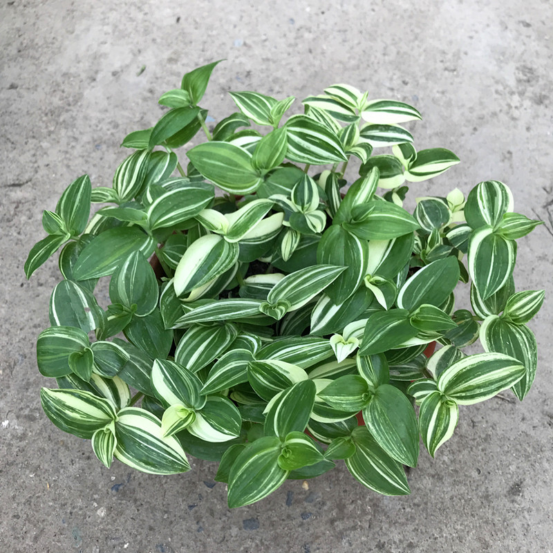 鸭舌吊兰吊竹梅盆栽室内易养吊兰斑叶鸭跖草水竹草 鸭舌吊兰大盆 不含