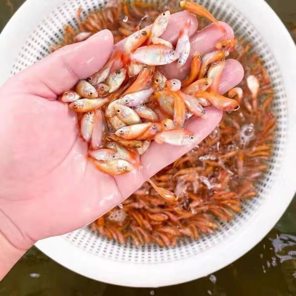 红罗非鱼苗大鱼苗珍珠蜡罗非豹纹红鱼苗福寿鱼活体鱼苗红非洲鲫鱼 红