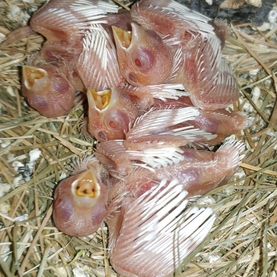 ajaj十姐妹保姆鸟活鸟一对繁殖鸟活宠物家养观赏特色背心菊花顶 驼色